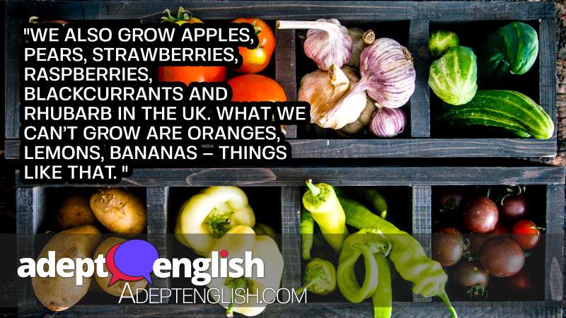 A photograph of vegetables. This English language podcast lesson is about words you might use in an English garden.