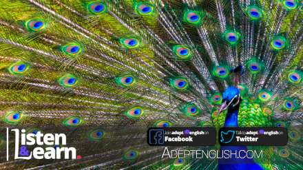A photograph of a peacock with feathers out. As we take a deep dive on the many types of blue in todays English conversation practice.