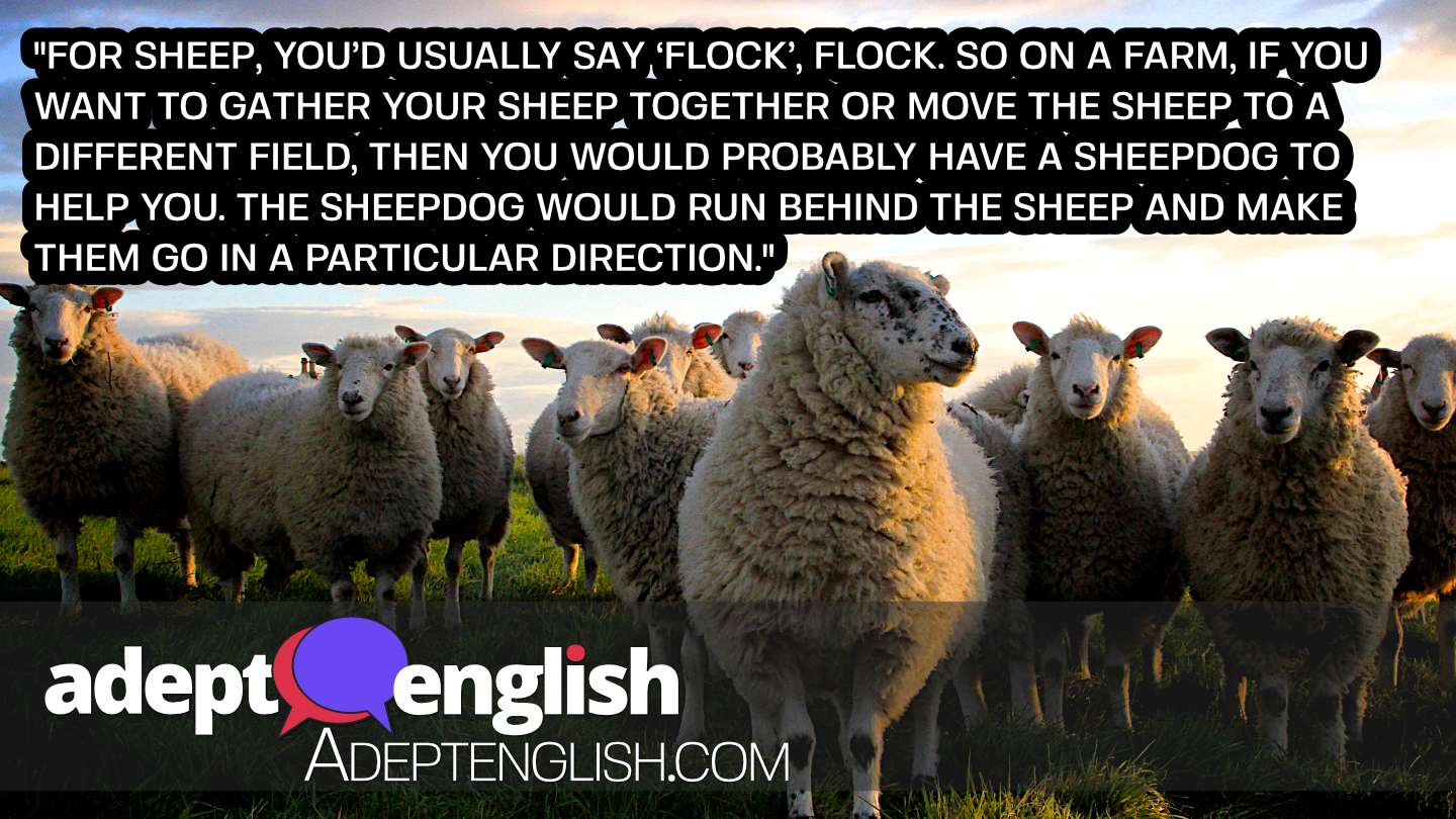 A photograph of a flock of British sheep. You are unlikely to herd cats as easily.