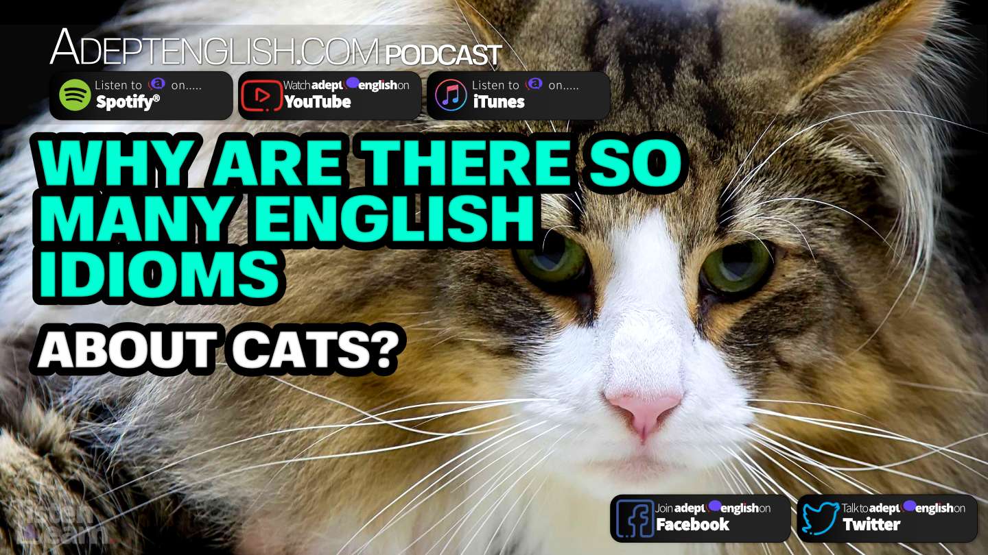 Why Are There So Many English Idioms About Cats Ep 406