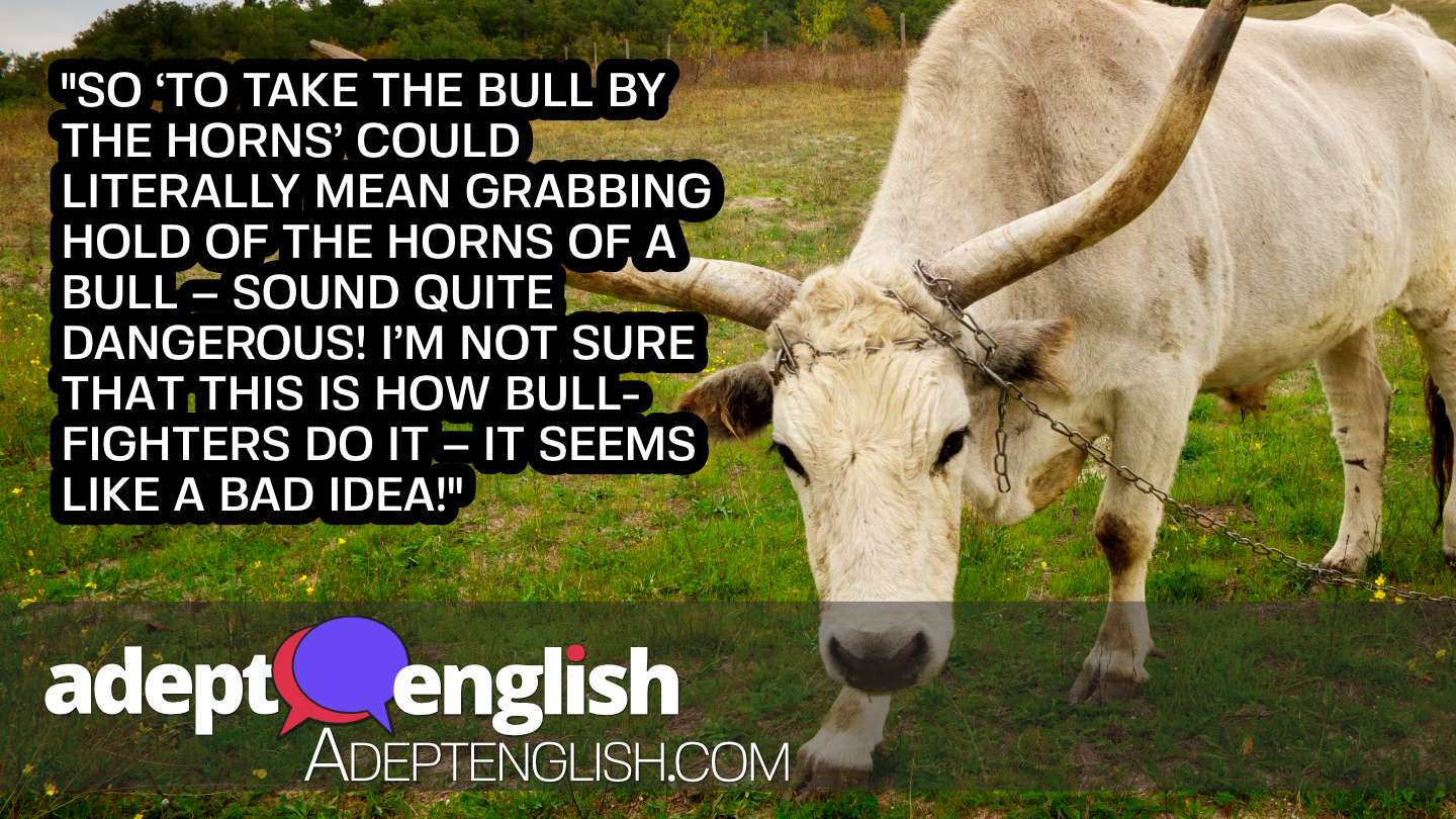 A photograph of a bull with enormous horns. This English idiom is definitely not something you want to try literally.
