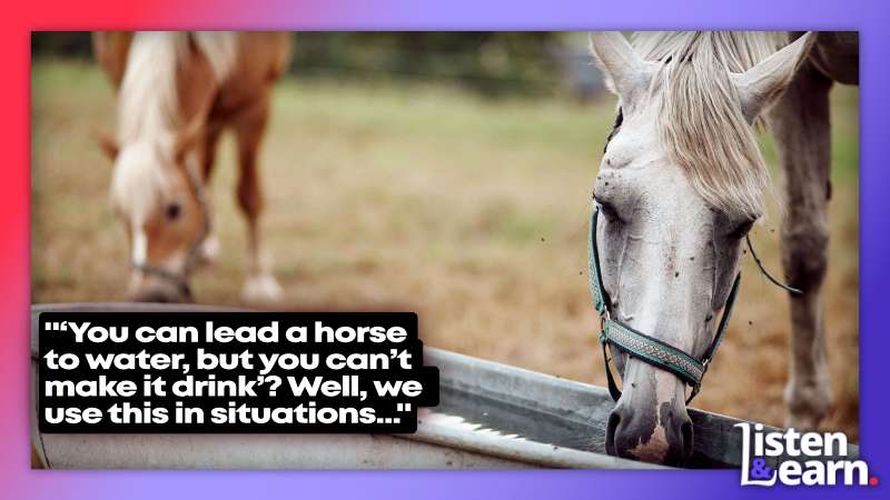 A photo of horse drinking. Listen to native English speakers explain the nuances of British English phrases and idioms, and learn how to understand English more automatically.