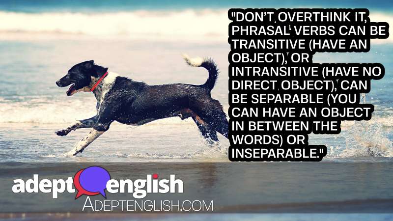 A photograph of a dog wagging it's tail at the beach. A dog features in one of today's English idioms.