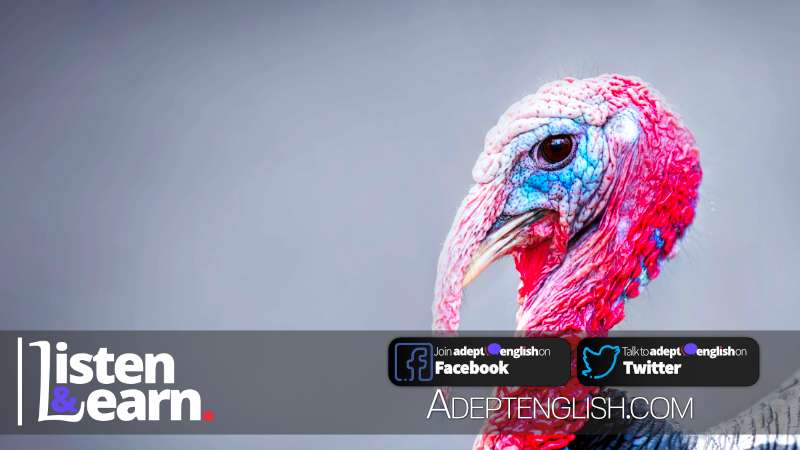A photograph of a turkey, a really ugly bird. English idioms are the topic of today's comprehensible input English podcast lesson.