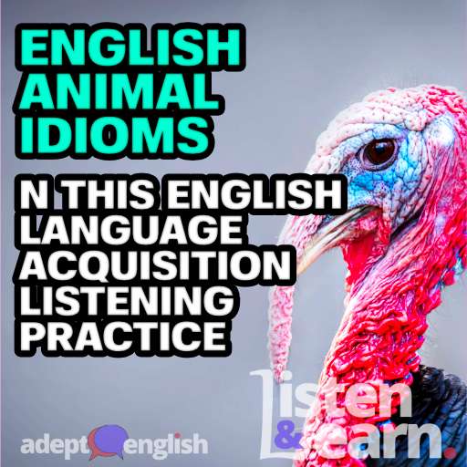 A photograph of a turkey, a really ugly bird. English idioms are the topic of today's comprehensible input English podcast lesson.