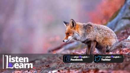Attentive red fox focusing on the hunting in the autumnal and gloomy forest, used to help explain the English idiom beat around the bush.