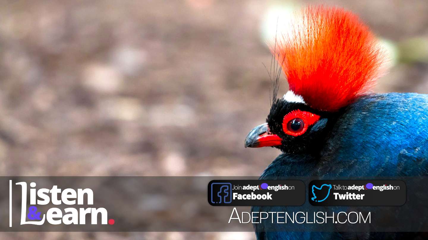 A photograph of a colourful crested partridge up close, used to help describe the 12 Days of Christmas English lesson.
