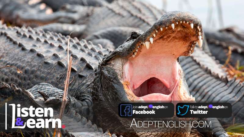Photograph of an American alligator swimming in Everglades. Learn about a brave girl who punches one of these in this English listening practice lesson.