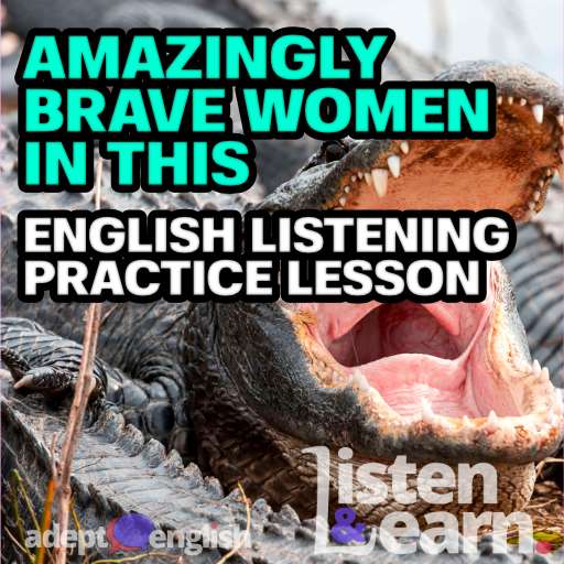 Photograph of an American alligator swimming in Everglades. Learn about a brave girl who punches one of these in this English listening practice lesson.