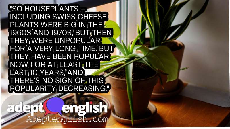 A photograph of house plants on a window sill. Let’s have fun with this English lesson as we try to improve your listening comprehension skills.