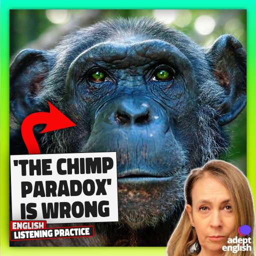 A photograph of a chimpanzee.  Tune in to challenge your English listening abilities while exploring thought-provoking topics like psychology!