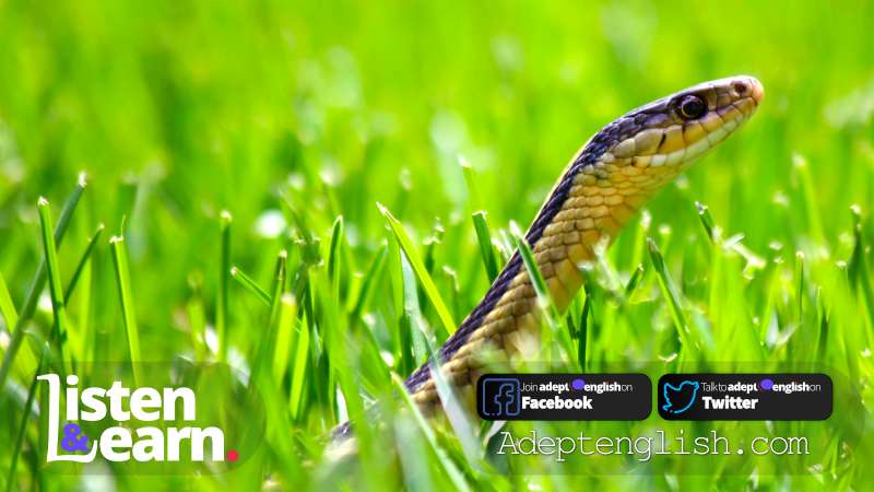 A photograph of a garter snake slithering through grass. We explain some interesting English idioms in todays English speaking practice lesson.