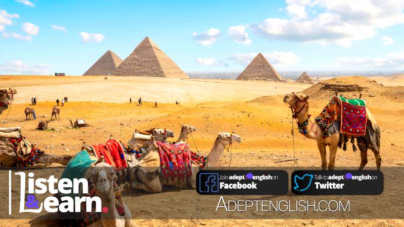 A photograph of camels in the foreground with the Egyptian pyramids in the background.