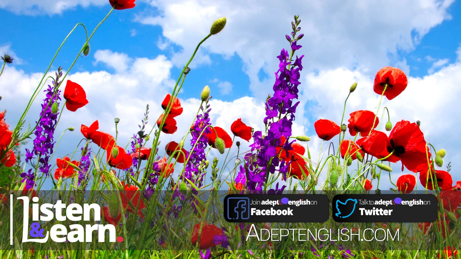 A photograph of brightly coloured wild flowers set against a deep blue sky used as the cover image for learning to speak English language
