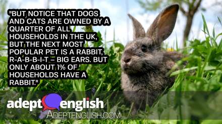 A photograph of a pet rabbit, discussed in the English lesson on British obsession with pets.