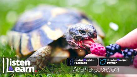 Raspberry and blackberry for pet tortoise, part of the discussion on UK obsession with pets.