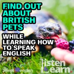 Raspberry and blackberry for pet tortoise, part of the discussion on UK obsession with pets.