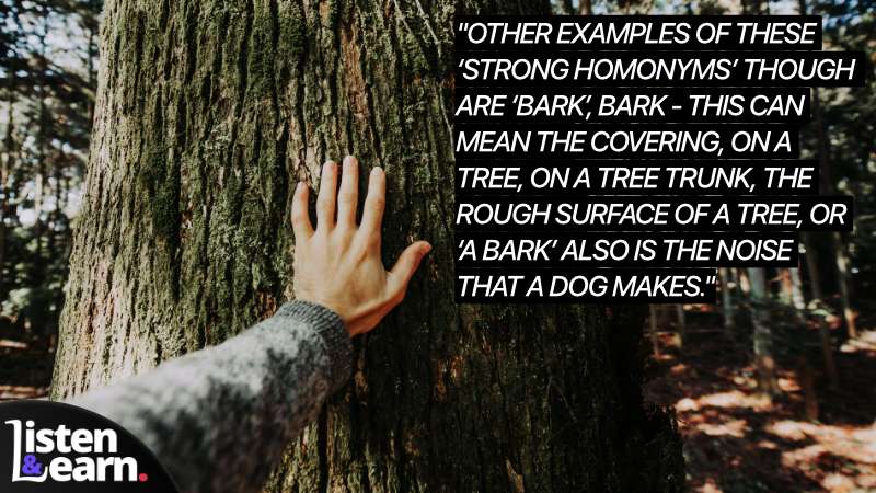A hand reaching out to touch tree bark. Homonyms can be tricky. But, with some practice and guidance, you'll conquer them in no time.
