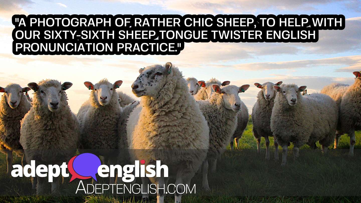 A photograph of rather chic sheep, to help with out sixty-sixth sheep tongue twister English pronunciation practice.