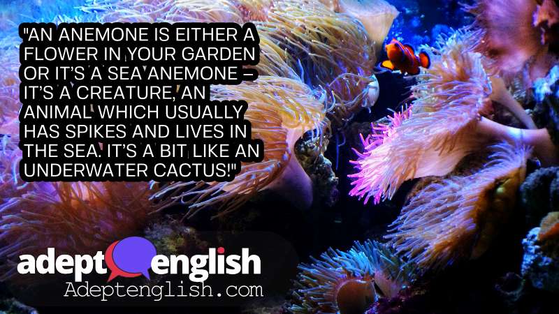A photograph of tropical underwater scene. Today we're looking at English words that can be very difficult to pronounce.
