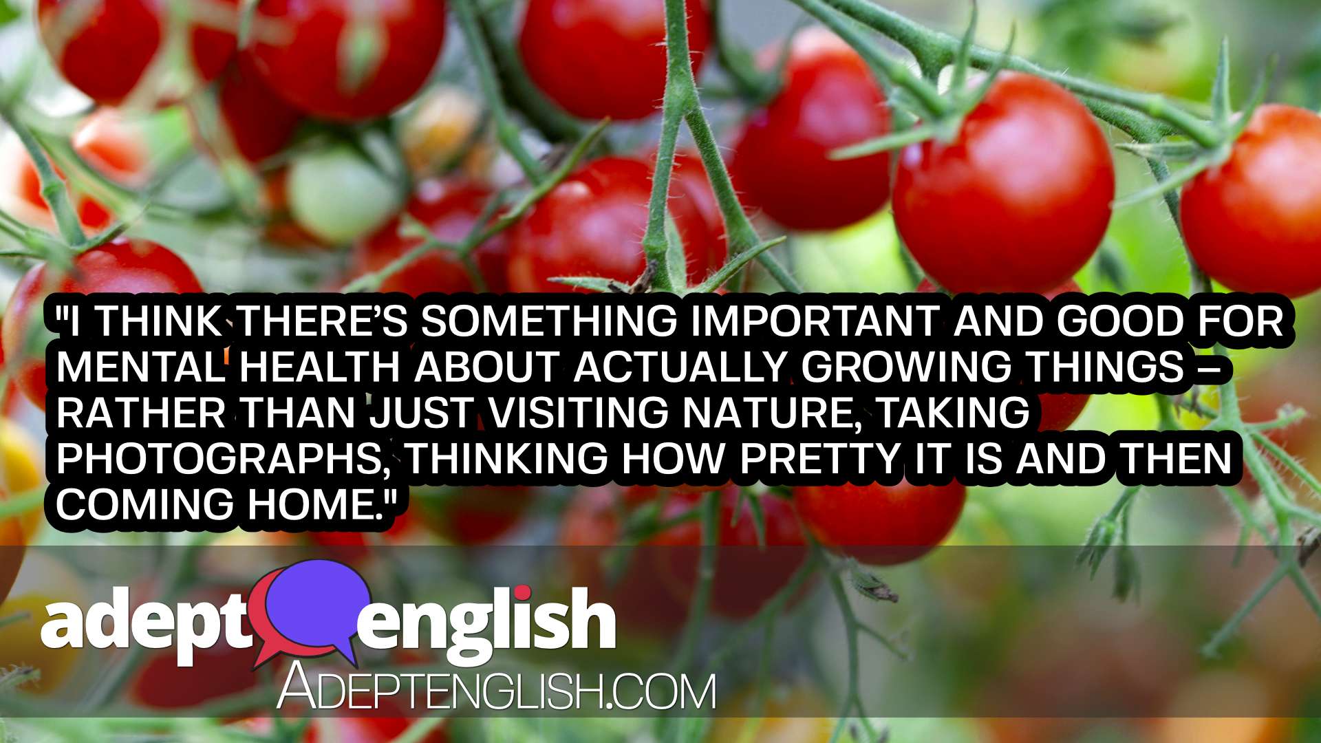 A photograph of a tomatoes on a green plant, as this speak English class talks about improving your quality of life with nature.